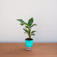 Potted plant with a turquoise pot on a wooden surface against a light gray background