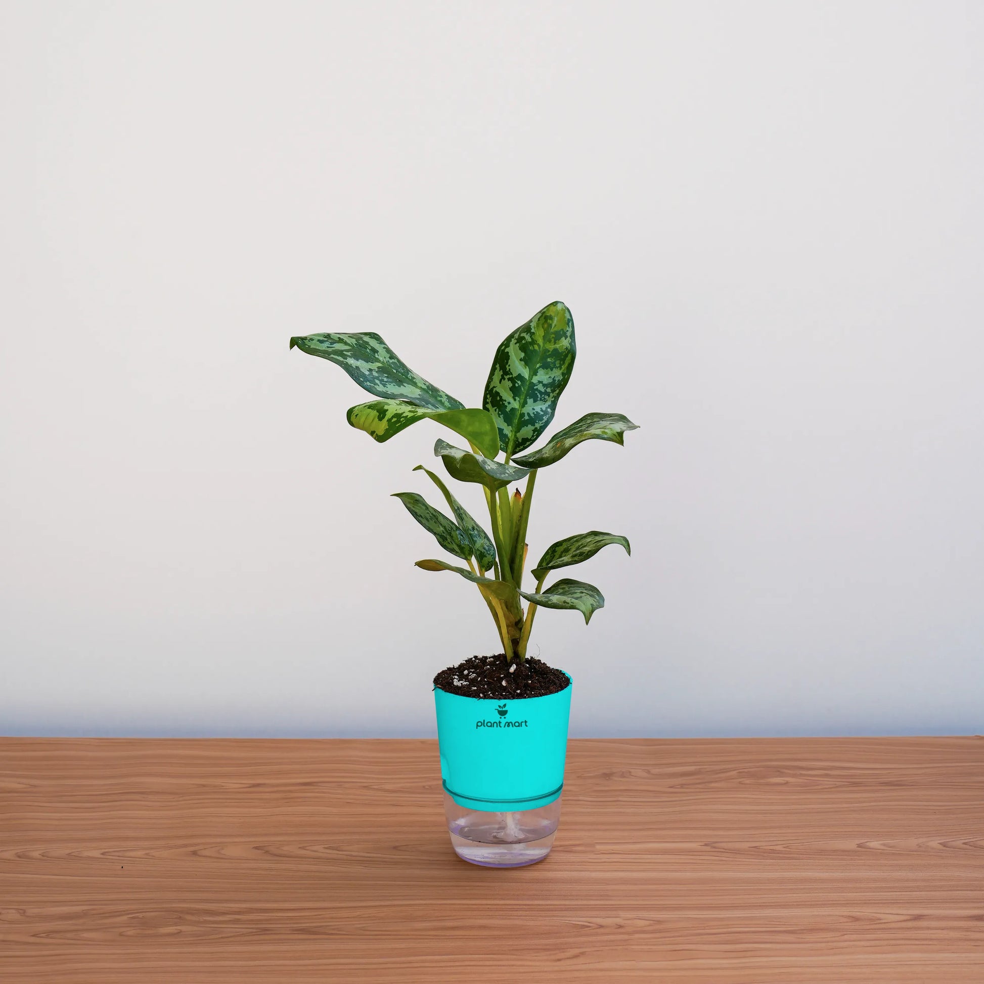 Potted plant with a turquoise pot on a wooden surface against a light gray background