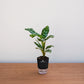 Potted plant on a wooden surface with a plain background