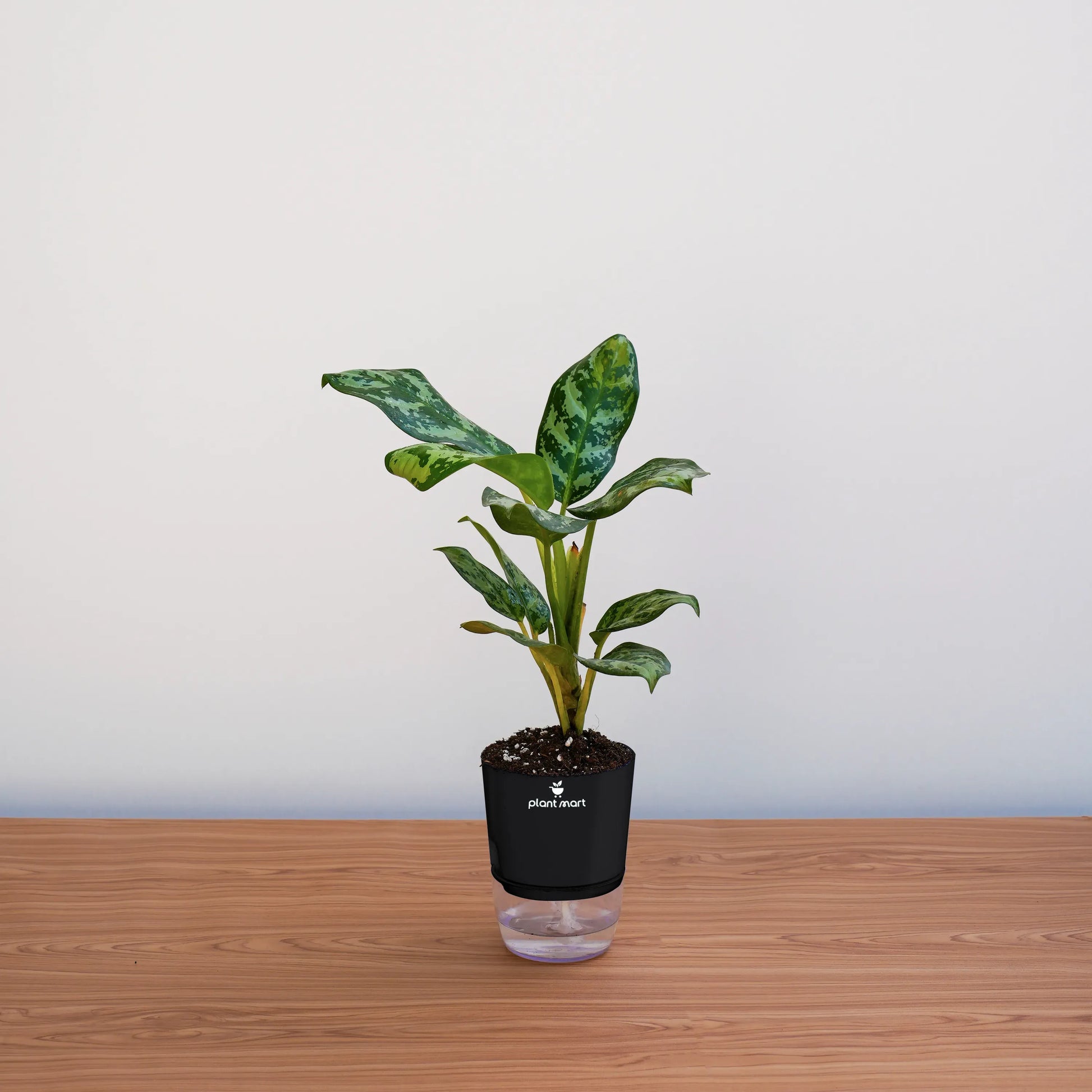 Potted plant on a wooden surface with a plain background
