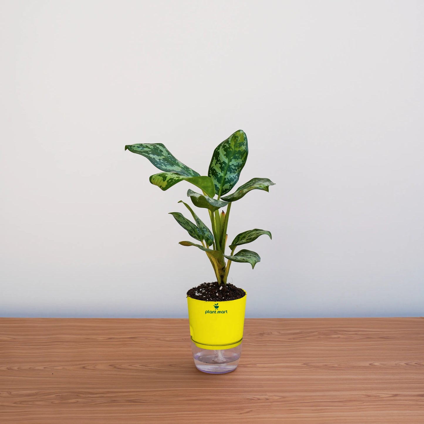 Potted plant with a yellow pot on a wooden surface against a white wall