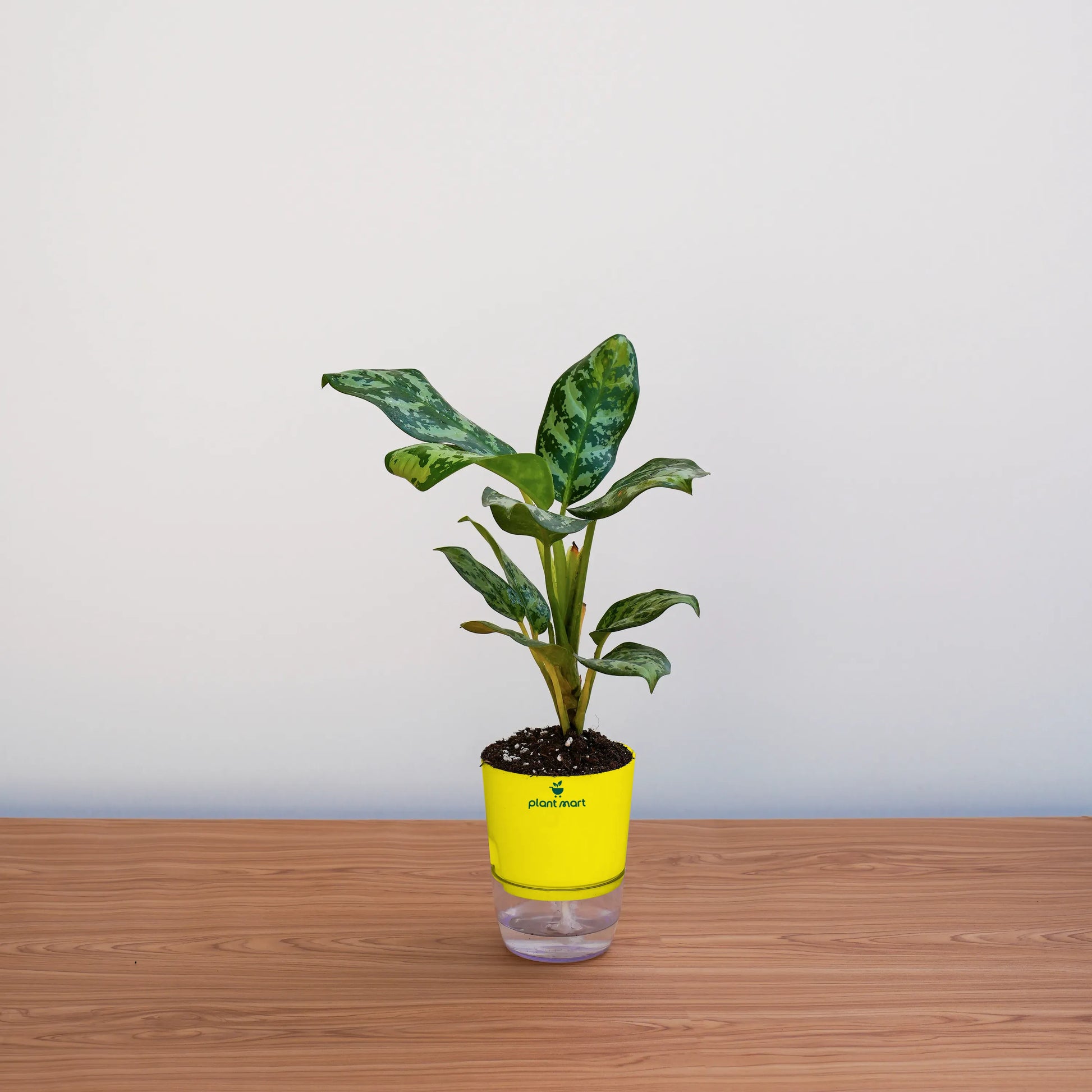 Potted plant with a yellow pot on a wooden surface against a white wall