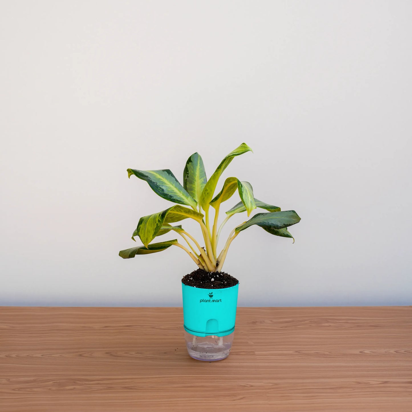 Potted plant with a turquoise label on a wooden surface