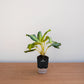 Potted plant on a wooden surface with a plain background