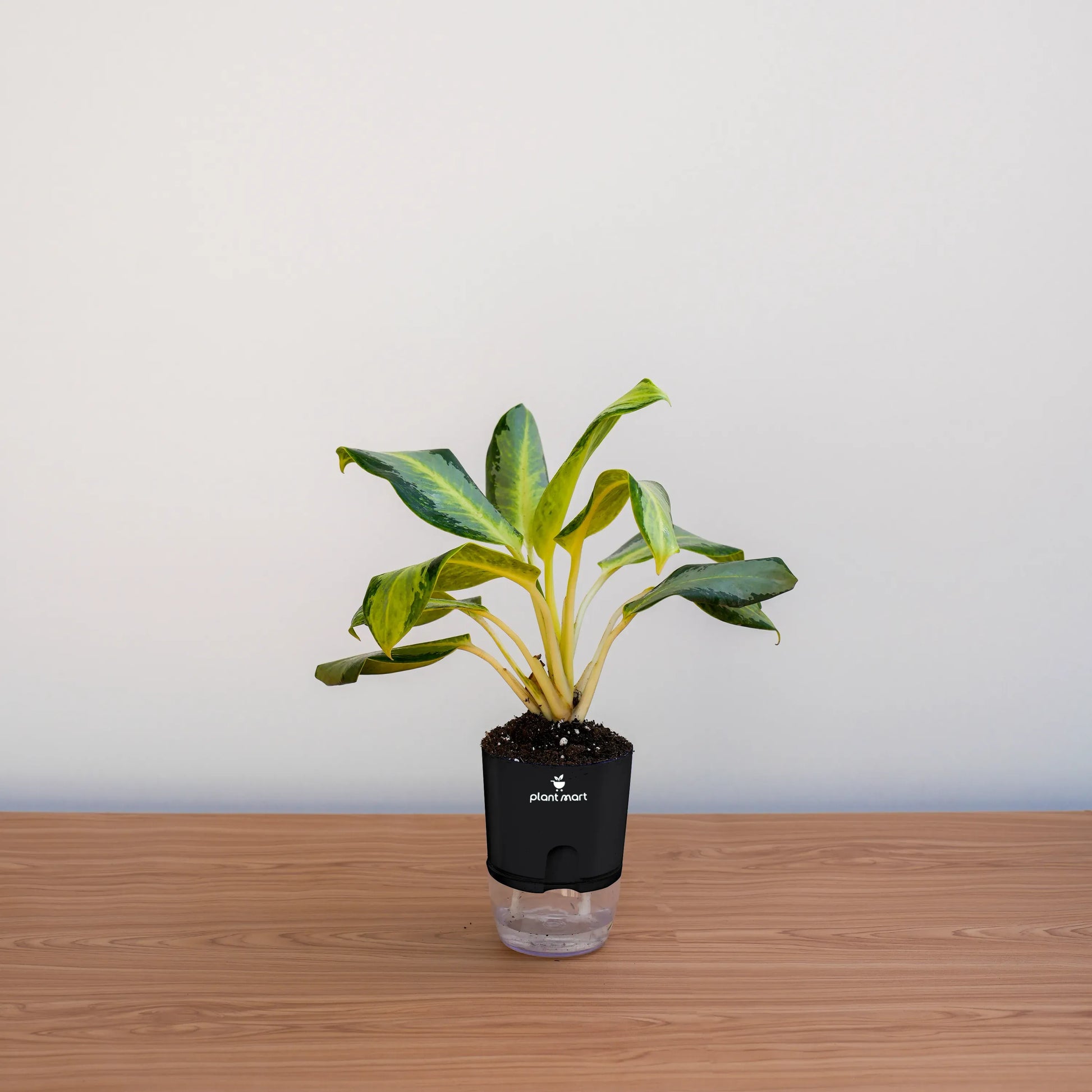 Potted plant on a wooden surface with a plain background