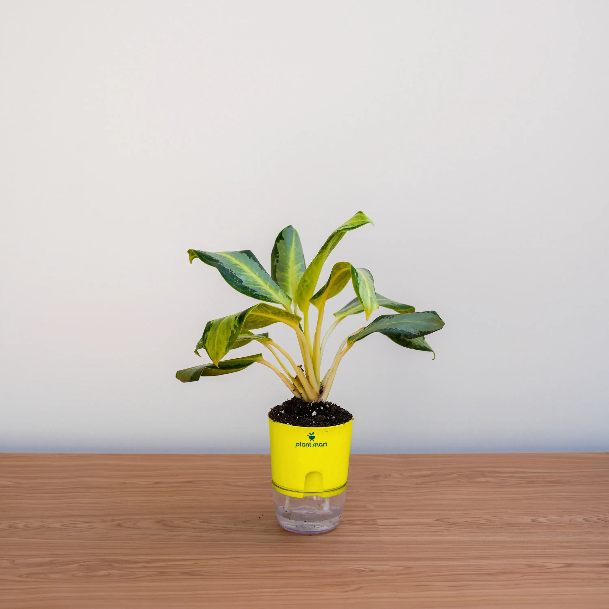 Potted plant with a yellow label on a wooden surface and light gray background