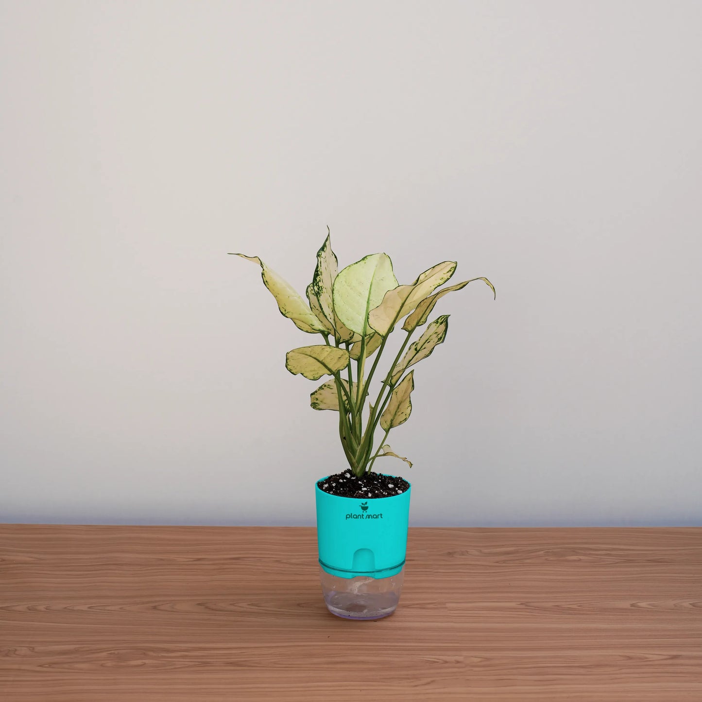 Potted plant in a blue pot on a wooden surface with a plain background