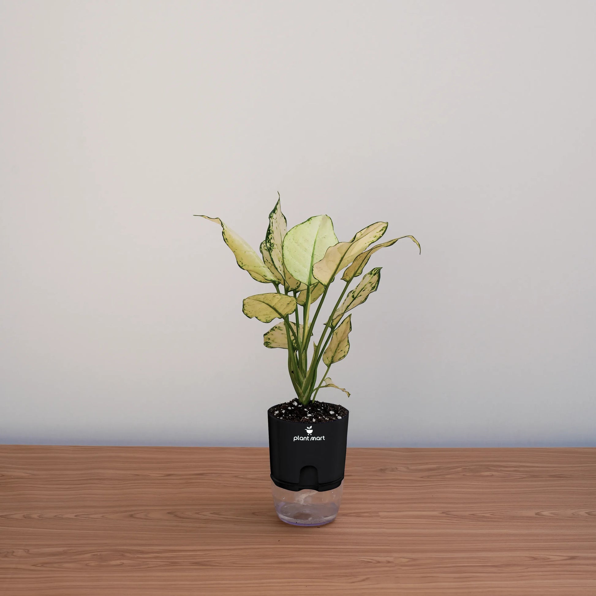 Potted plant on a wooden surface with a plain background
