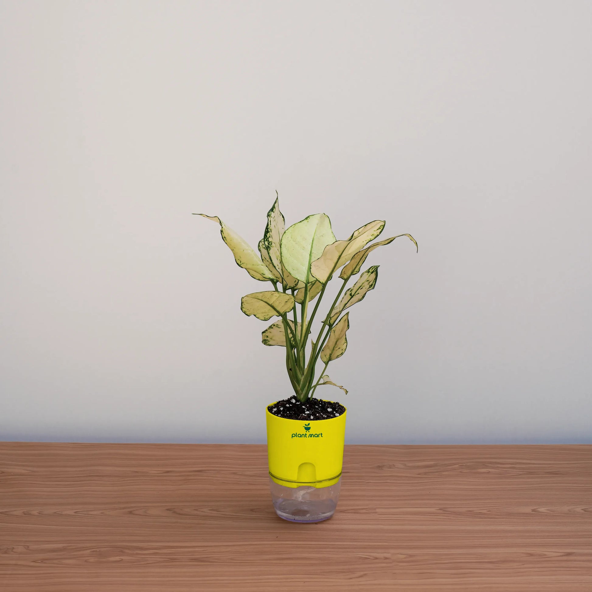 Potted plant on a wooden surface with a plain background