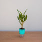 Potted plant with a blue pot on a wooden surface against a light gray background