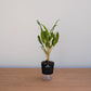 Potted plant on a wooden surface with a plain background