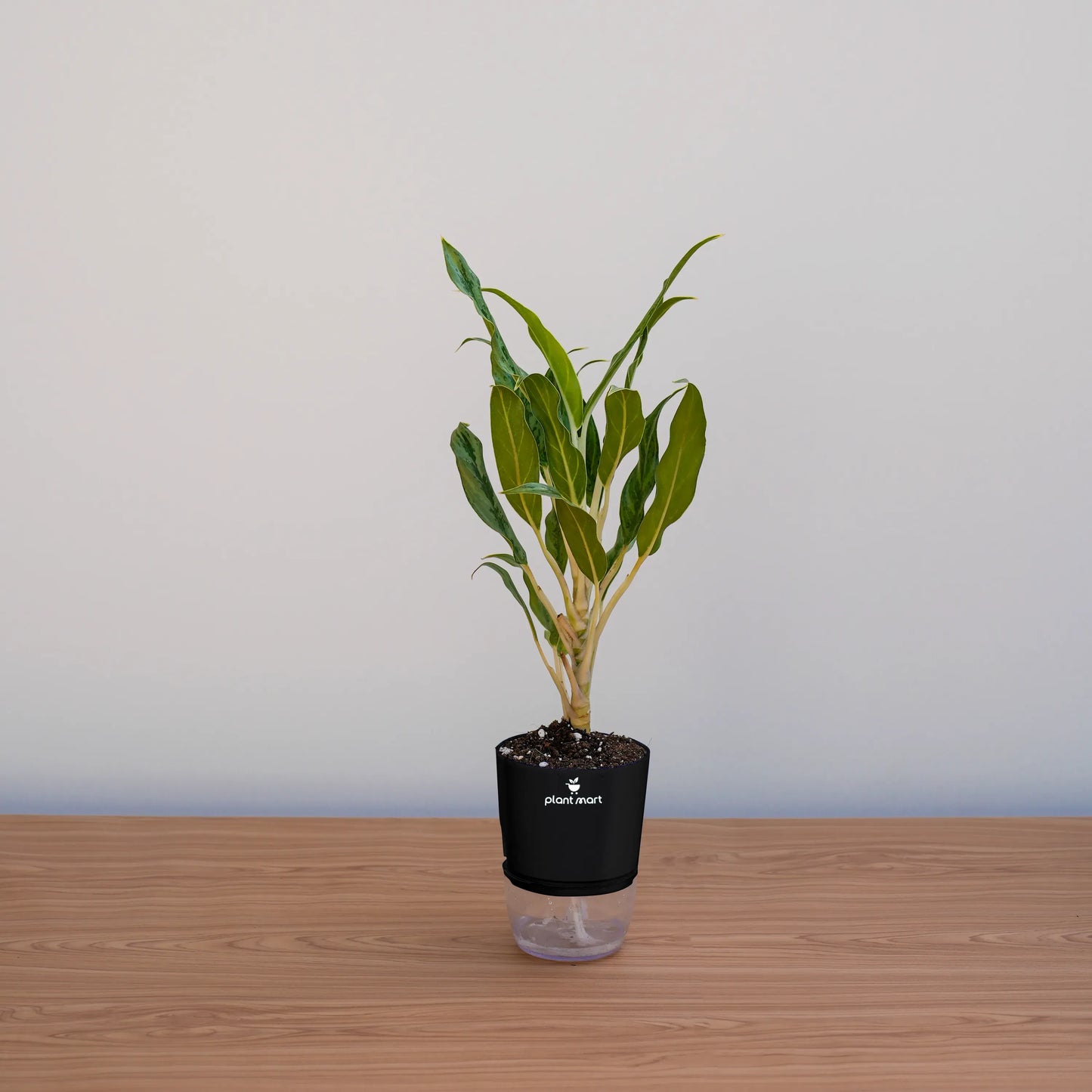 Potted plant on a wooden surface with a plain background