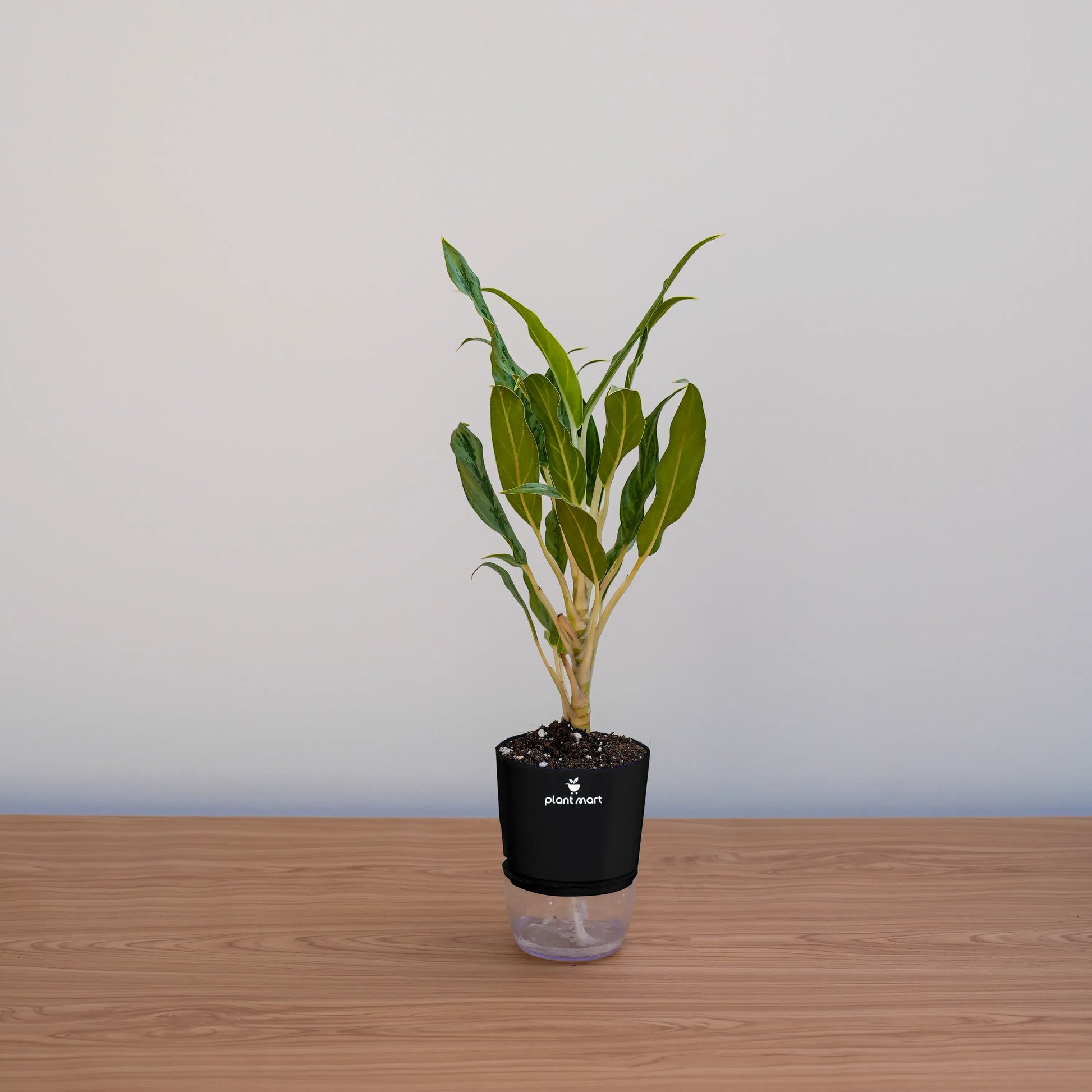 Potted plant on a wooden surface with a plain background