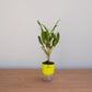 Potted plant with a yellow pot on a wooden surface against a light gray background