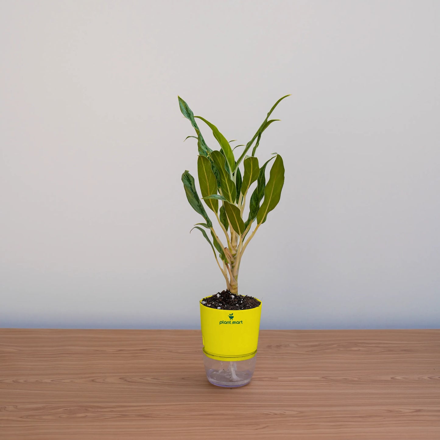 Potted plant with a yellow pot on a wooden surface against a light gray background