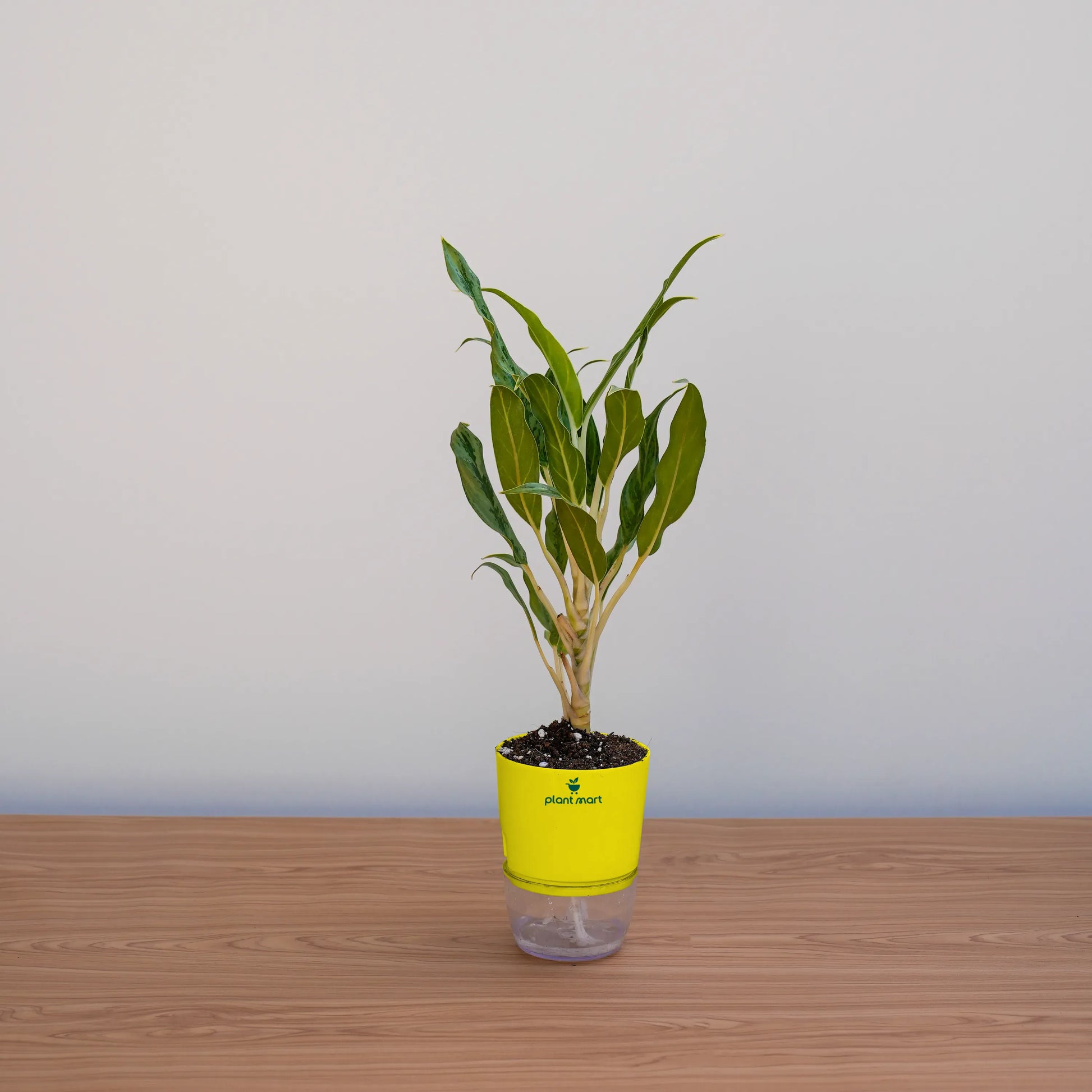 Potted plant with a yellow pot on a wooden surface against a light gray background