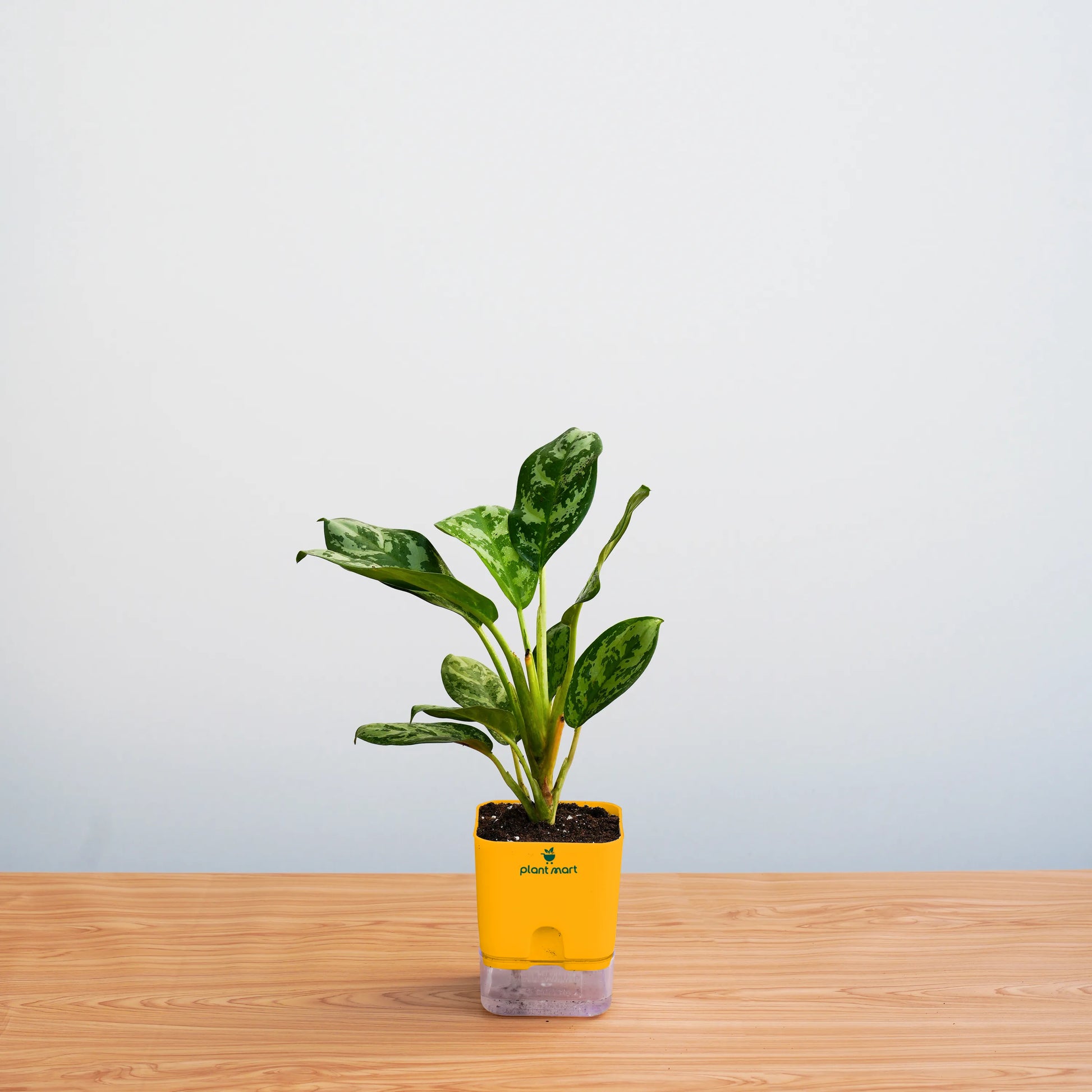 Potted plant in a yellow pot on a wooden surface with a light gray background
