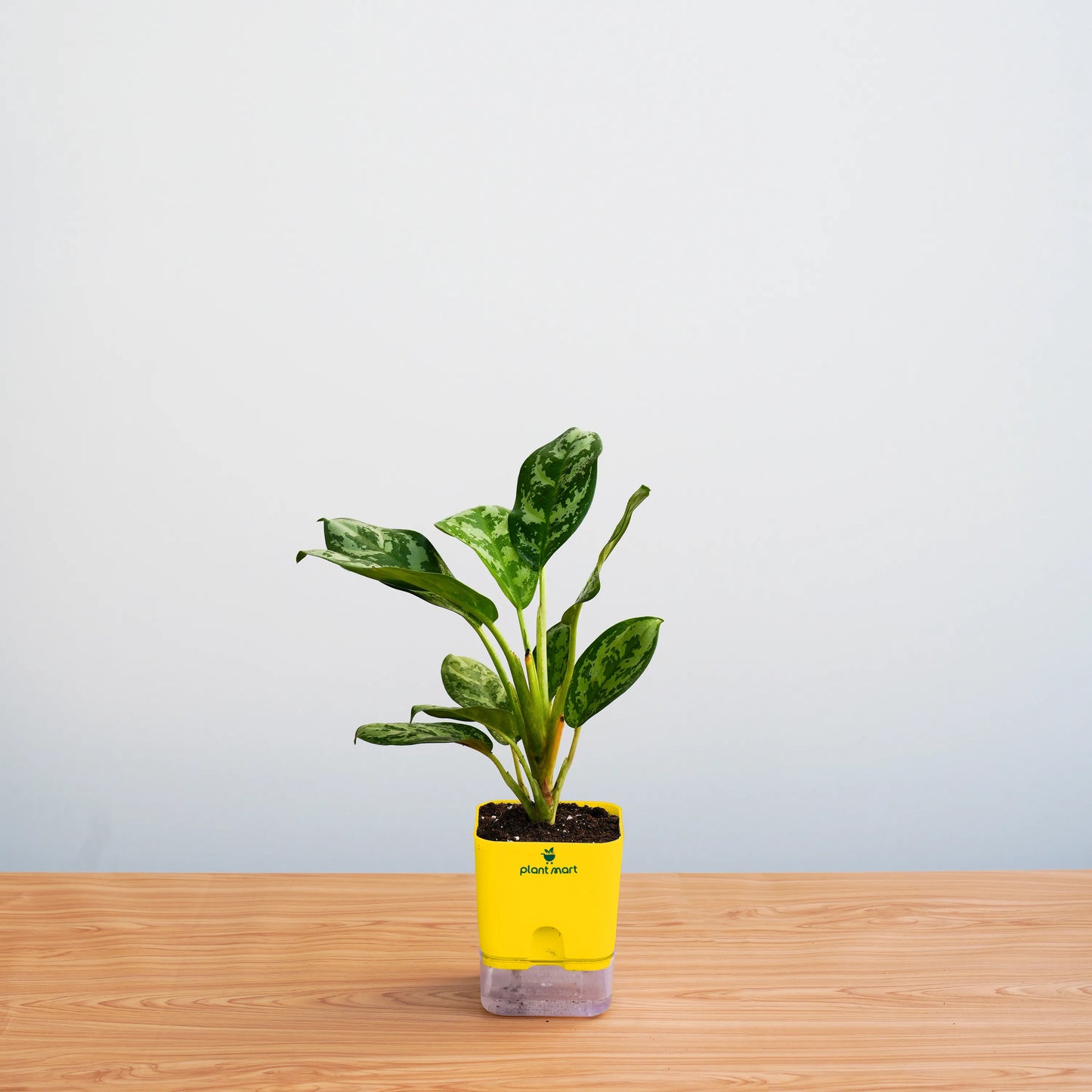 Small potted plant in a yellow pot on a wooden surface with a light gray background
