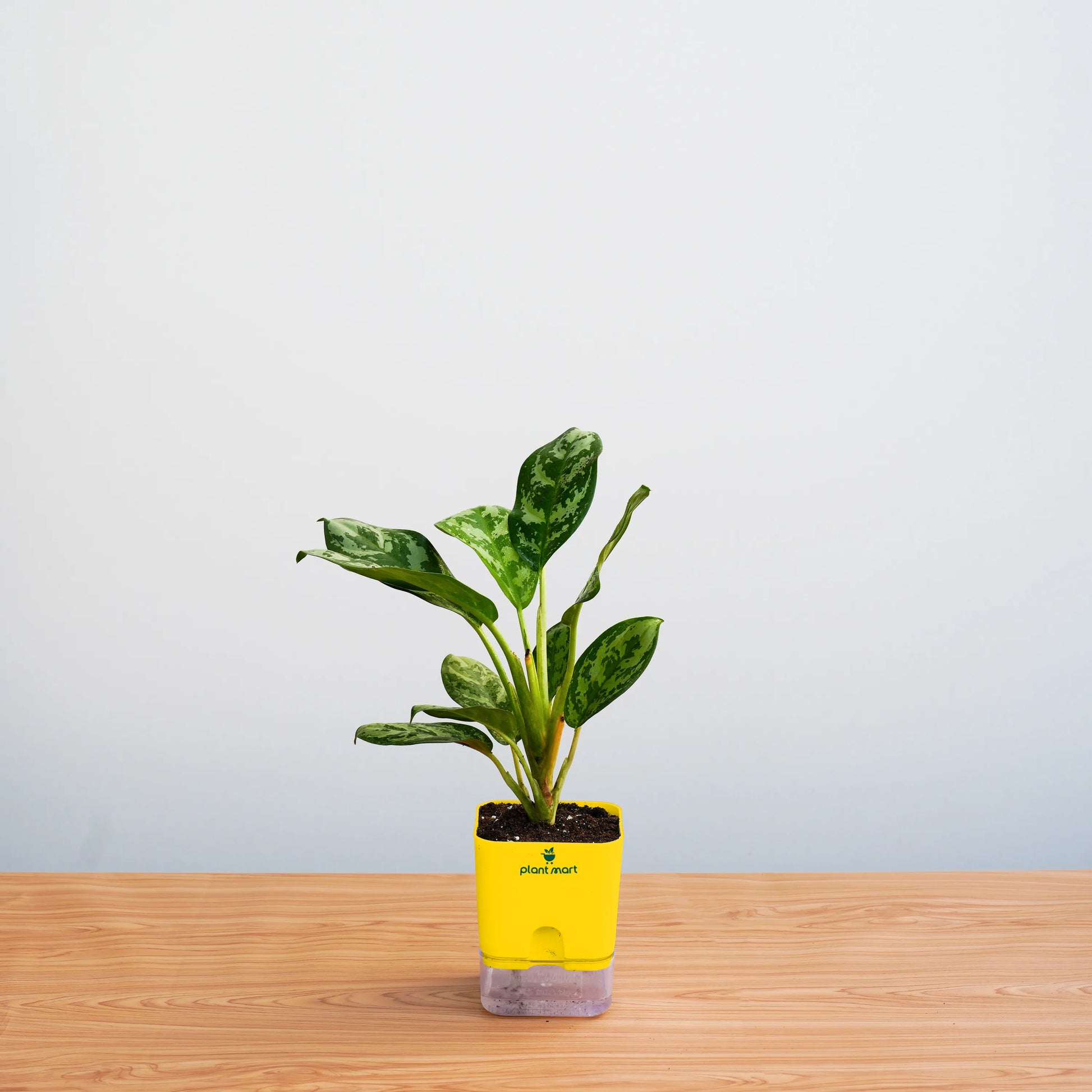 Small potted plant in a yellow pot on a wooden surface with a light gray background