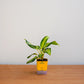 Green potted plant in a yellow pot on a wooden surface with a light gray background