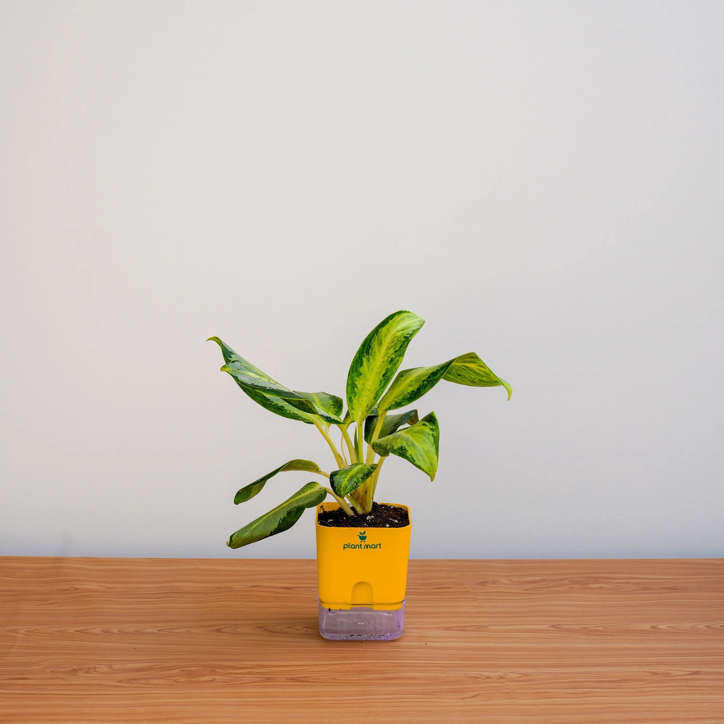 Green potted plant in a yellow pot on a wooden surface with a light gray background