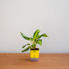 Small potted plant in a yellow pot on a wooden surface with a light gray background