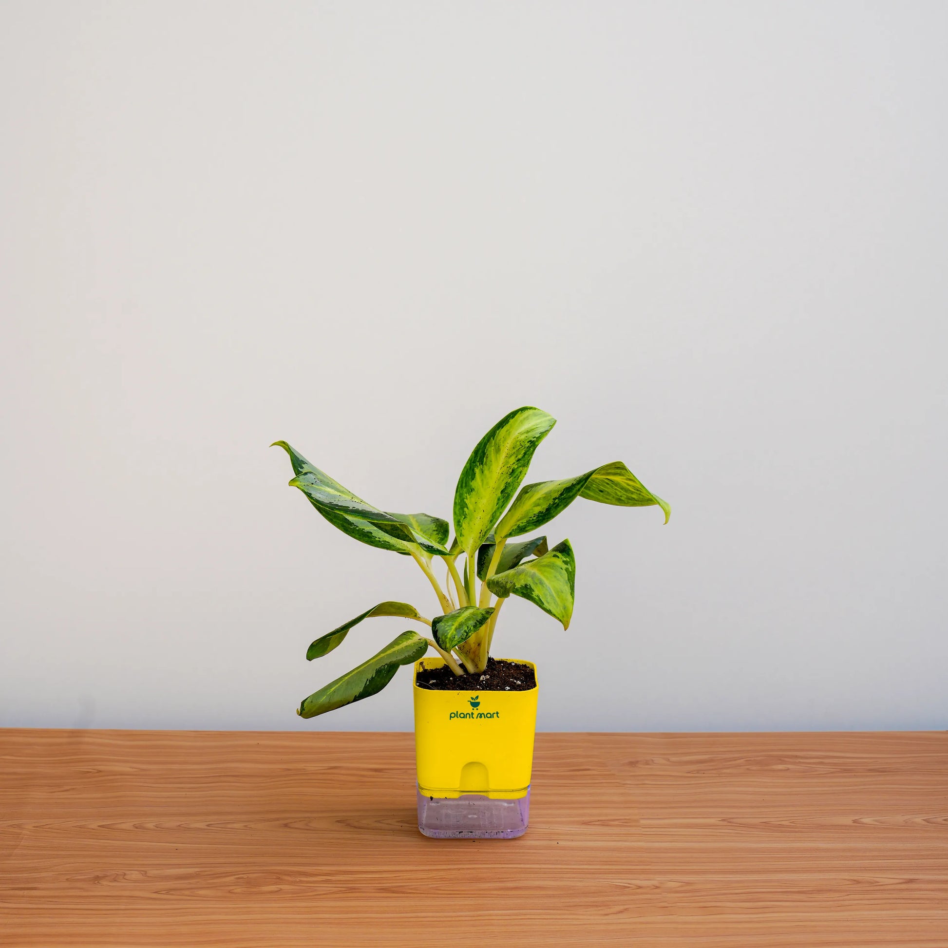 Small potted plant in a yellow pot on a wooden surface with a light gray background