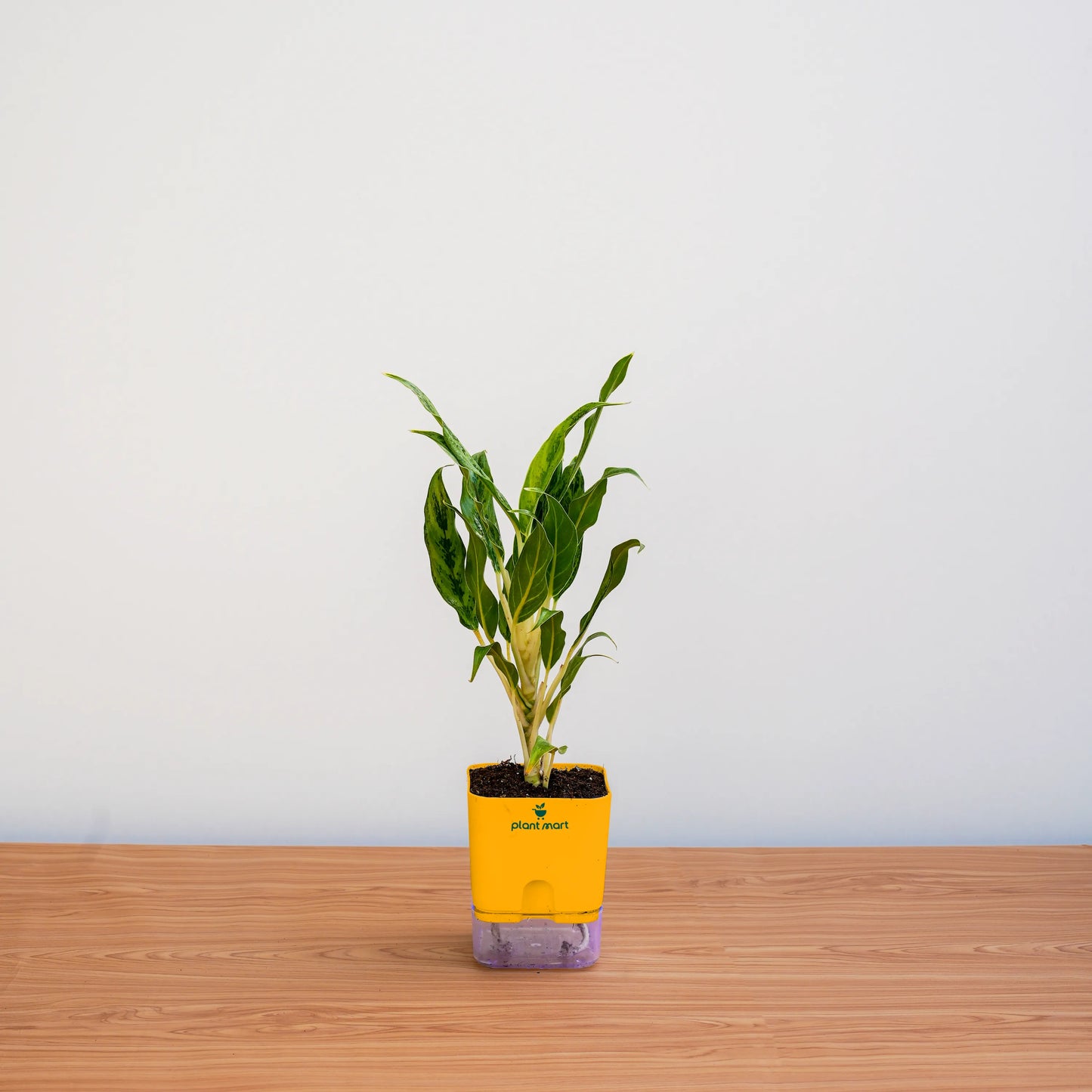 Small potted plant in a yellow pot on a wooden surface with a light gray background