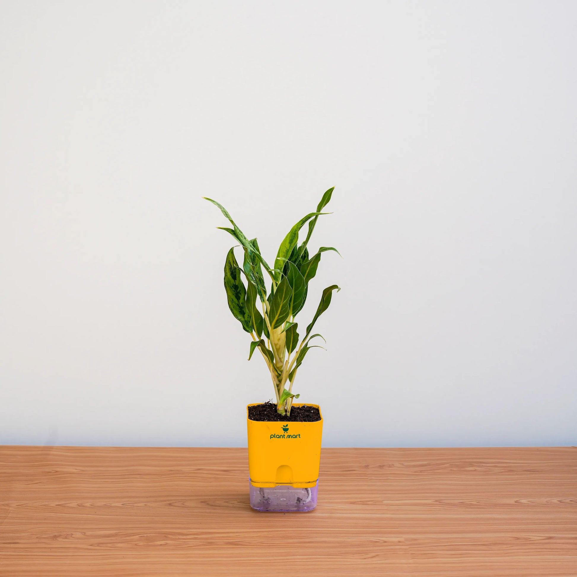 Small potted plant in a yellow pot on a wooden surface with a light gray background