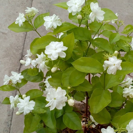 Motiya-Jasminum sambac (Arabian Jasmine) in Pot – Fragrant Flowering Plant - PlantMart.pk