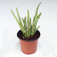 Aloe Vera - PlantMart.pk