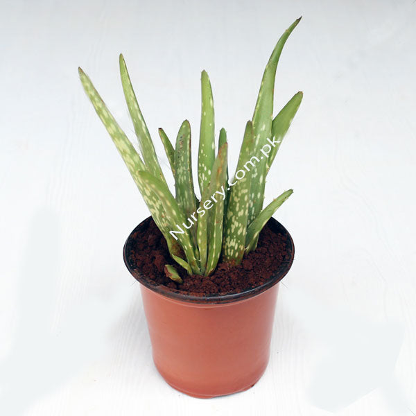 Aloe Vera - PlantMart.pk