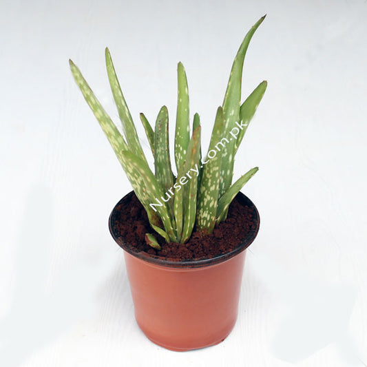 Aloe Vera - PlantMart.pk