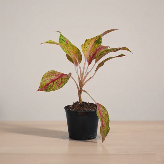 Aglaonema_red_cochin_mp4