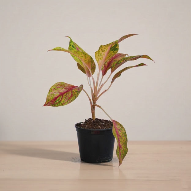 Aglaonema_red_cochin_mp4