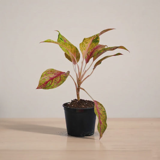 Aglaonema_red_cochin_mp4