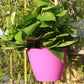 Lazy Hanging Pot - Self-Watering Wall Planter