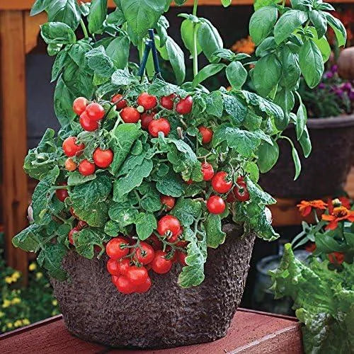 Potted plant with red tomatoes and green leaves on a wooden surface