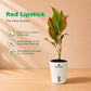 Ruby & Green Trio Bundle