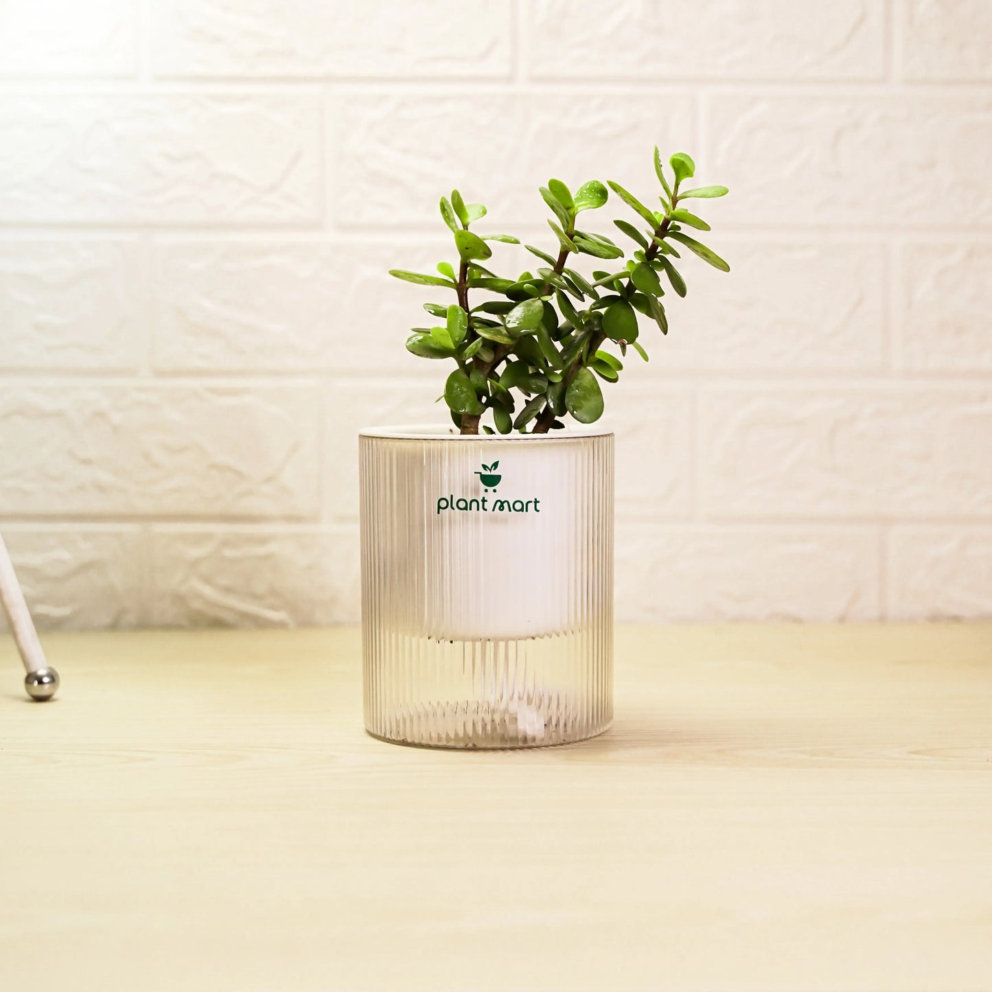 Jade Plant in crystal transparent self watering pot by PlantMart.pk