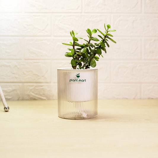 Jade Plant in crystal transparent self watering pot by PlantMart.pk