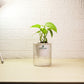 Money Plant in crystal transparent decorative pot by PlantMart.pk