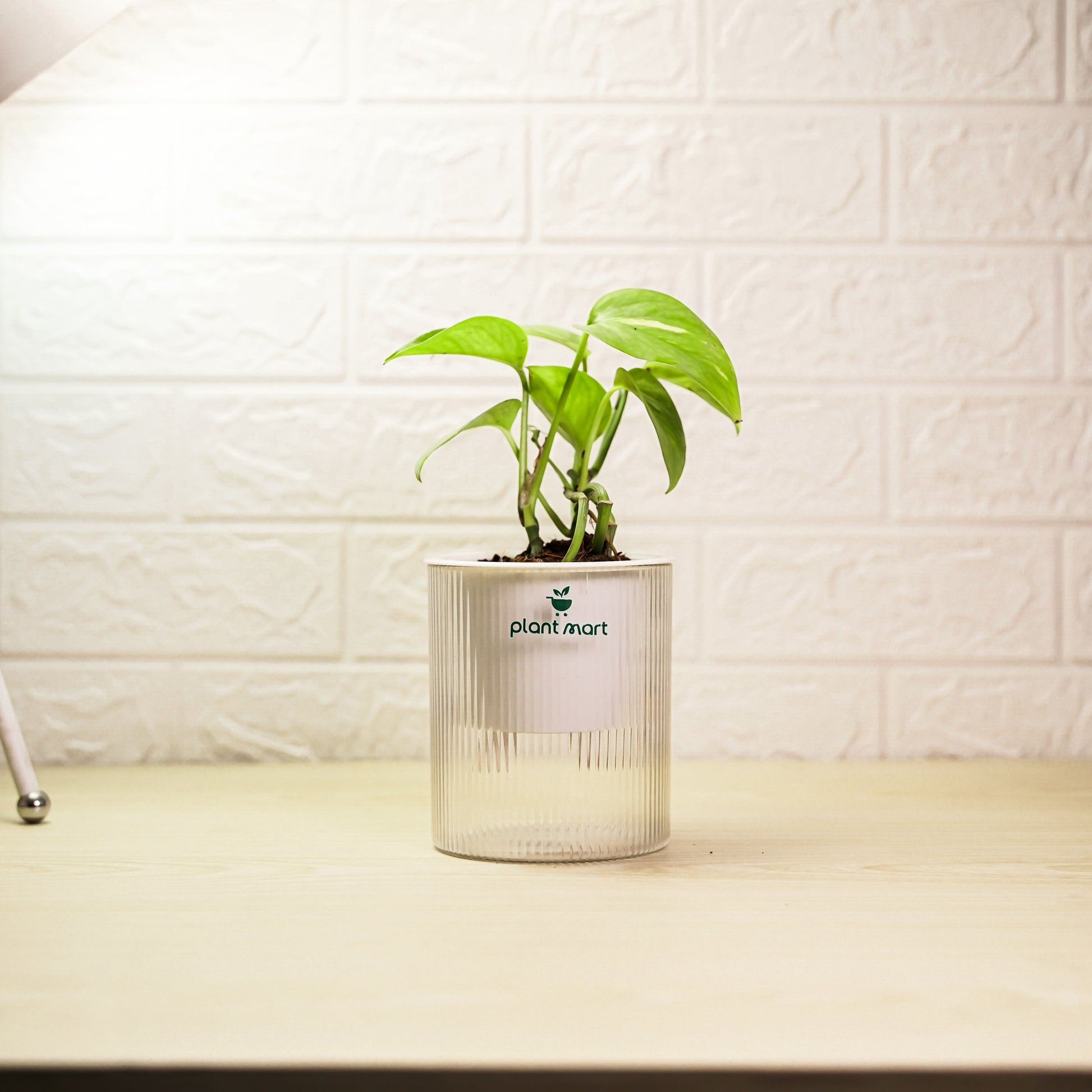 Money Plant in crystal transparent decorative pot by PlantMart.pk