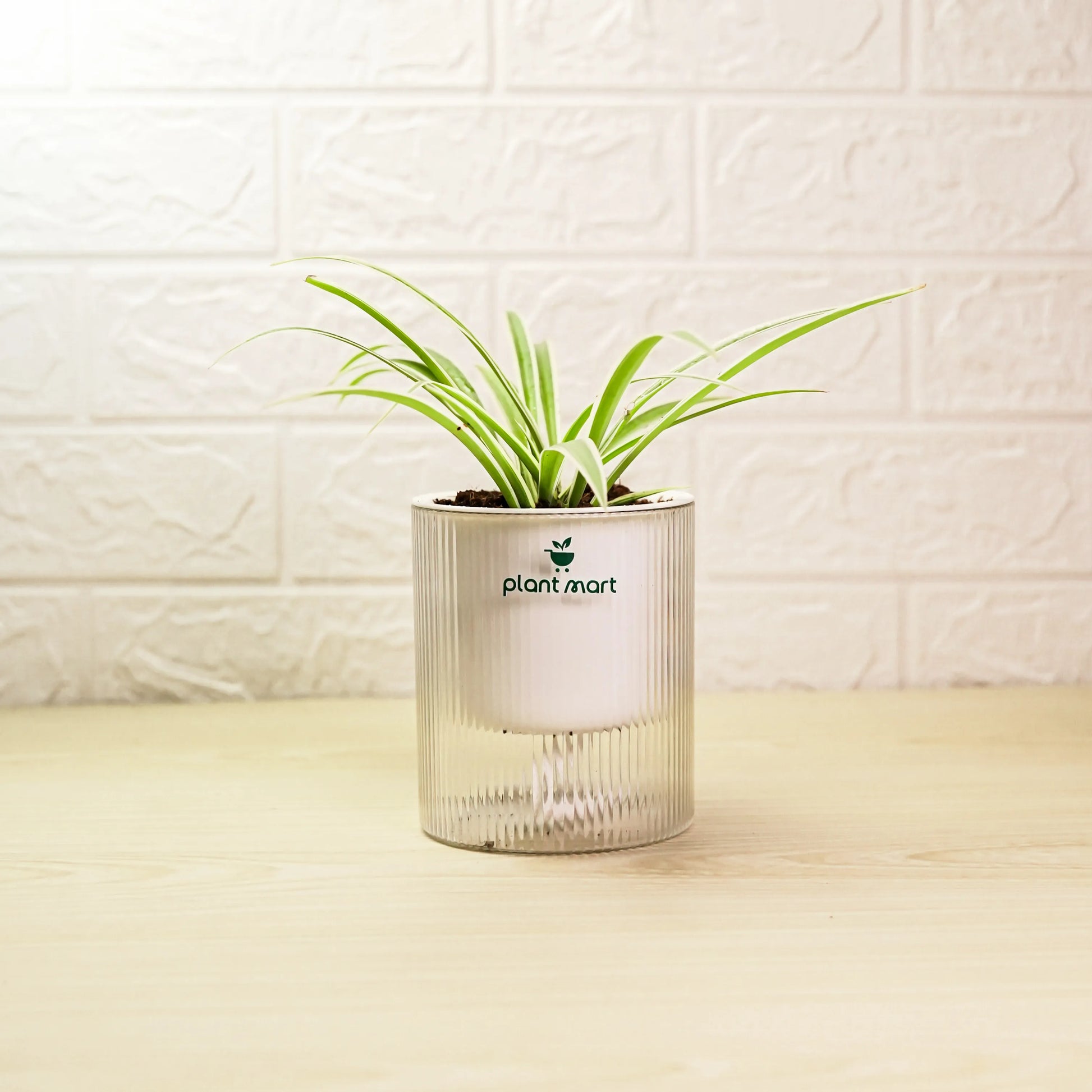 Spider Plant in crystal transparent decorative pot by PlantMart.pk