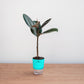 Ficus Elastica, Rubber Plant - Plant