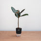 Potted plant with a black pot on a wooden surface against a white background