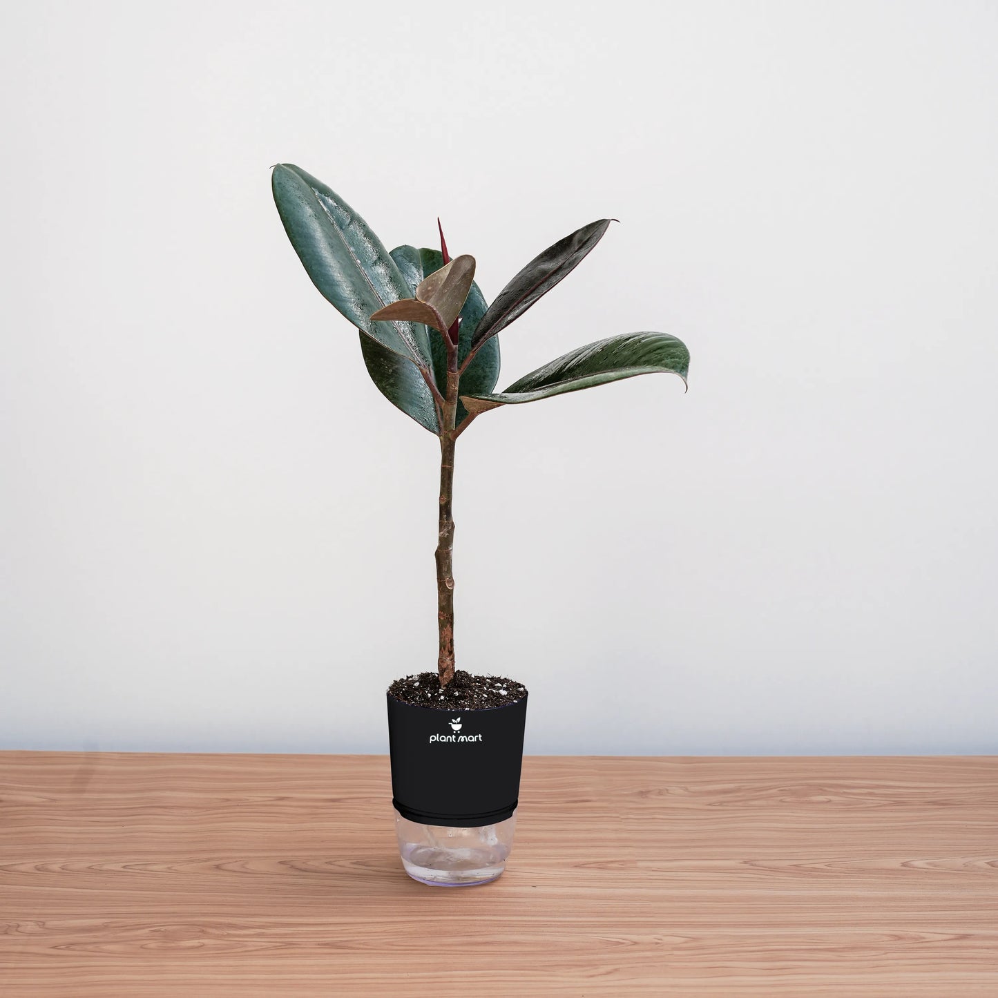 Potted plant with a black pot on a wooden surface against a white background