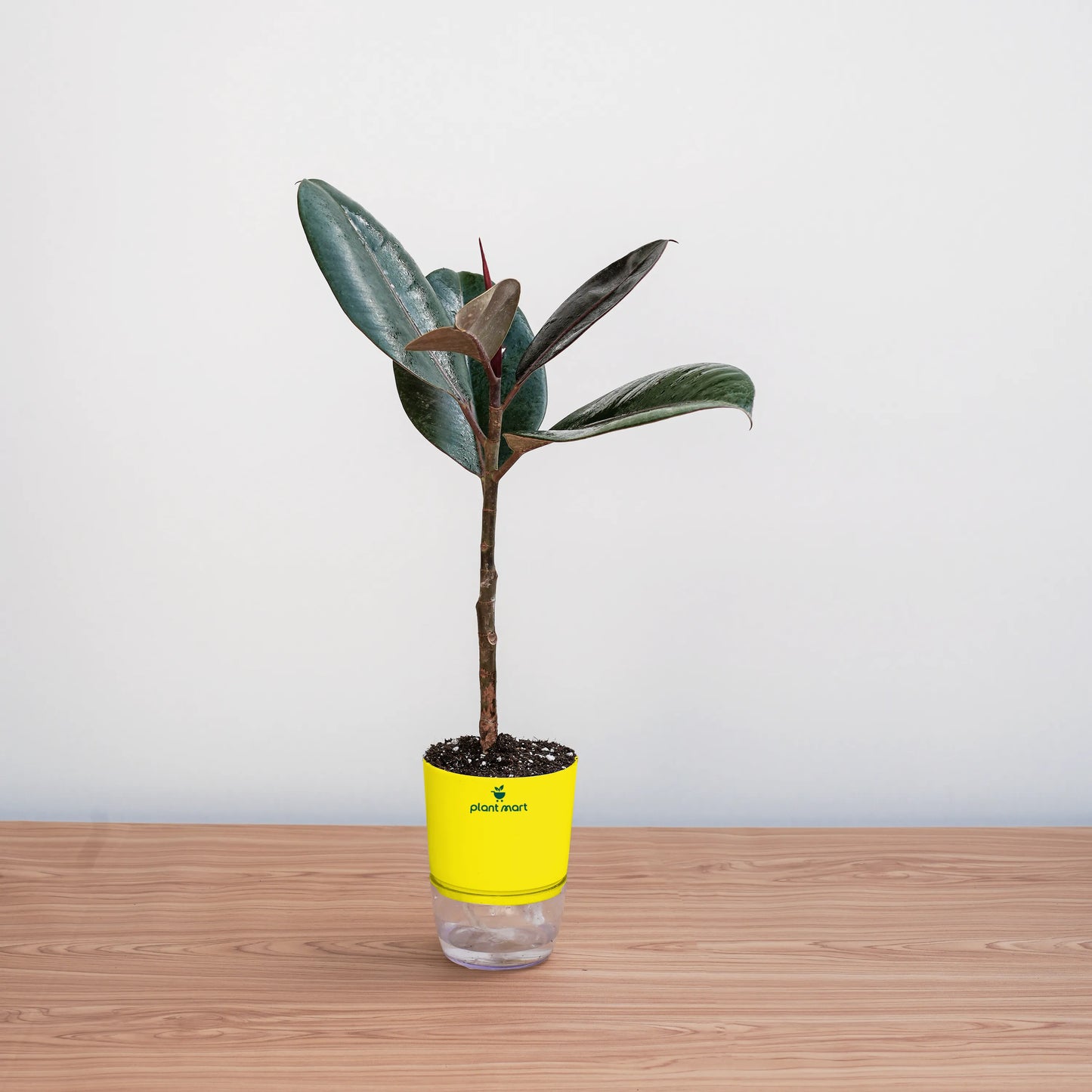 Potted plant with a yellow label on a wooden surface and light gray background