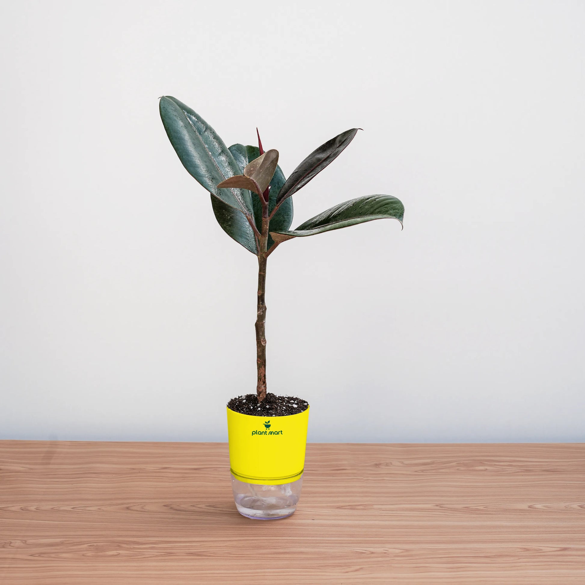 Potted plant with a yellow label on a wooden surface and light gray background