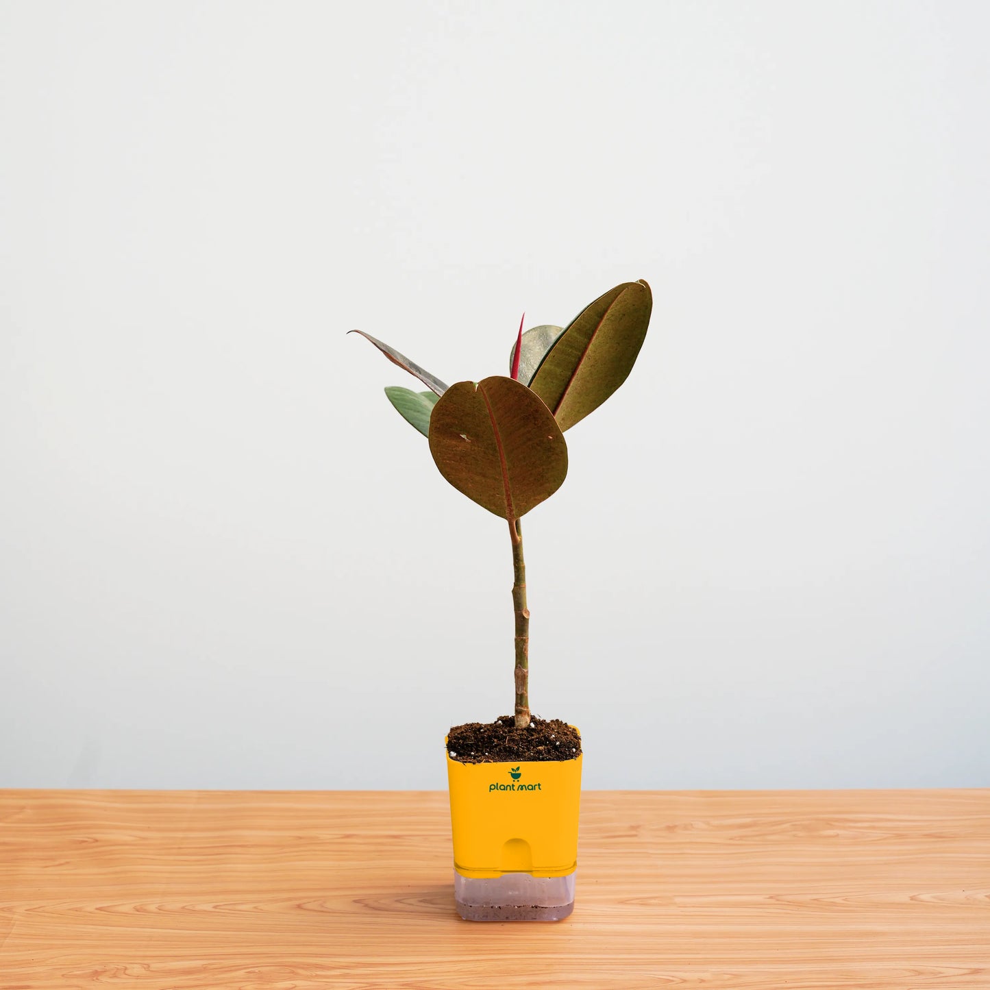 Small potted plant in a yellow pot on a wooden surface with a light gray background
